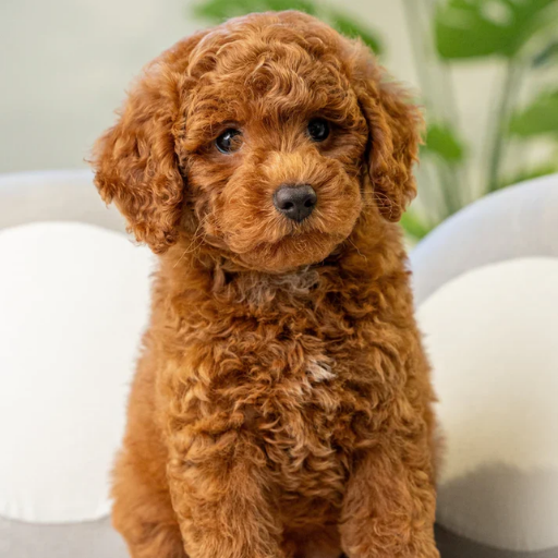 TOYPOODLE image 2