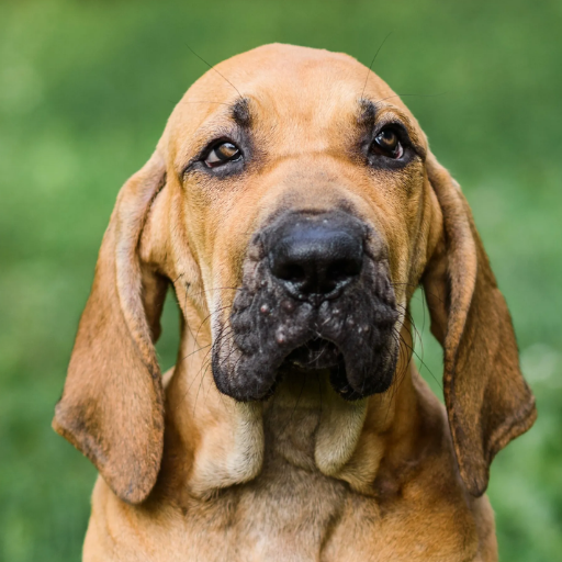 Fila Braseliero image 2