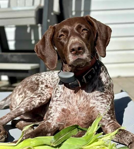 German / English Pointer image 2
