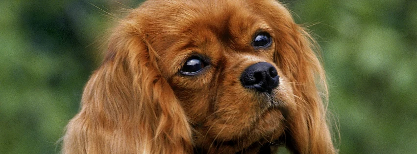 CAVALIER KING image 3