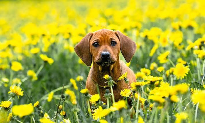 Rhodesian Ridgeback image 2