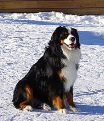 Bermese Mountain Dog image 2