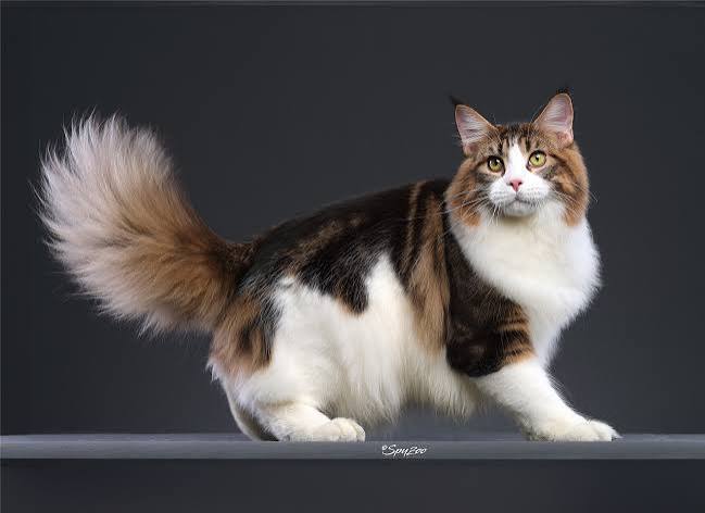 Mainecoon cat image 2