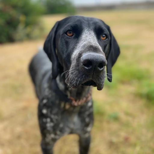 German / English Pointer image 3