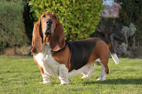 Basset Hound image 3