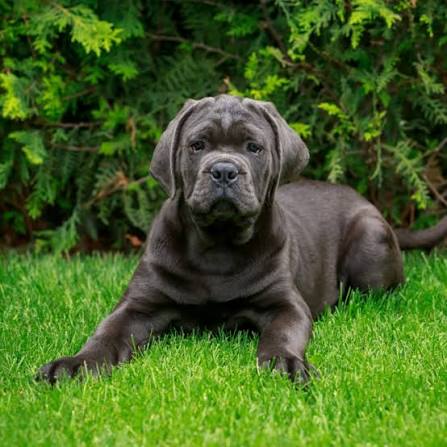Cane Corso image 3