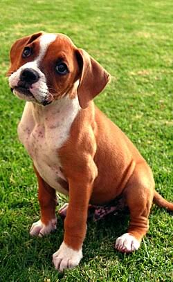 Boxer image 3