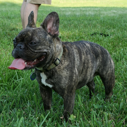 FRENCH BULLDOG image 3