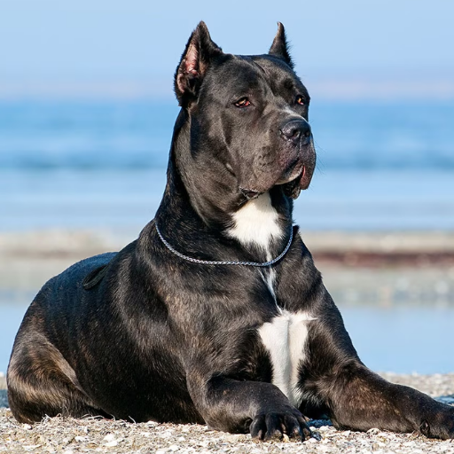 Cane Corso image 2