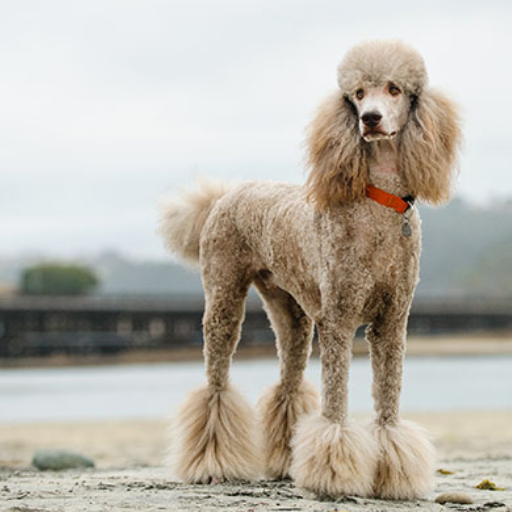 Standard Poodle image 2