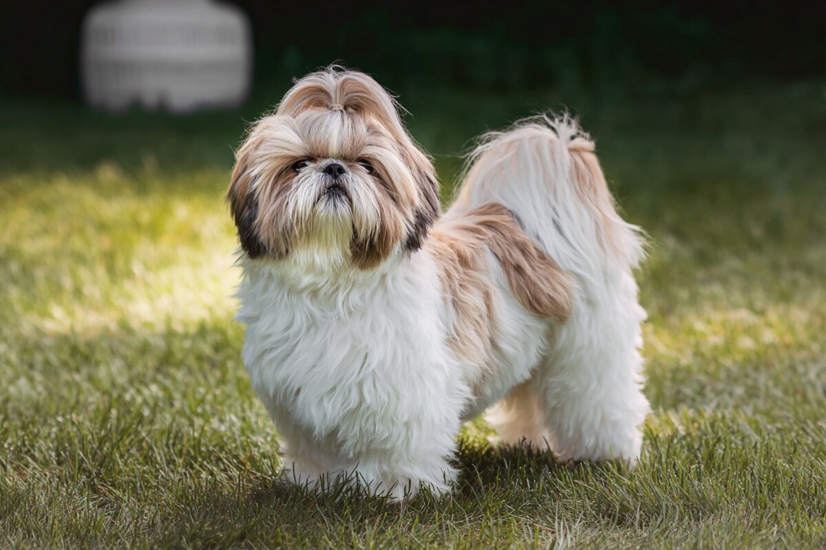 SHIHTZU image 3
