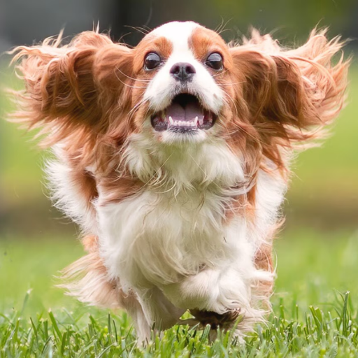 CAVALIER KING image 2