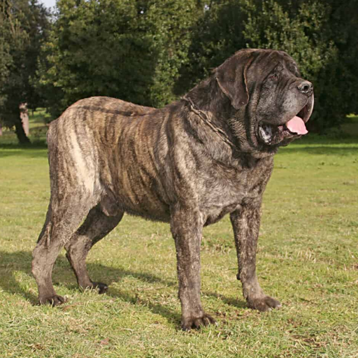 English Mastiff image 2
