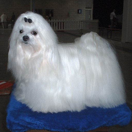MALTIPOO image 3