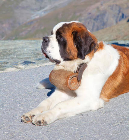 Saint Bernard image 3
