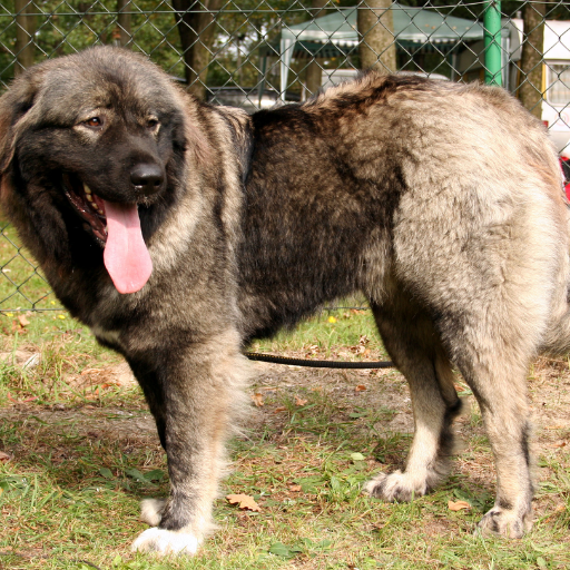Caucasian Shepherd image 2