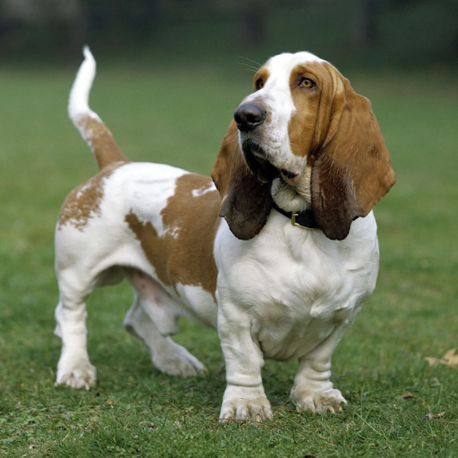 Basset Hound image 2