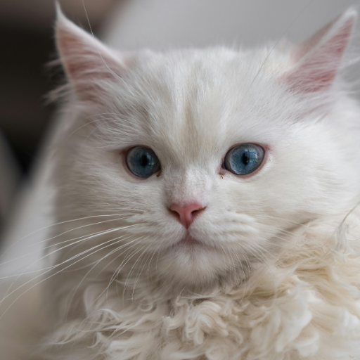 Persian cat image 3