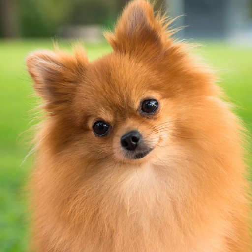 TOYPOM image 2