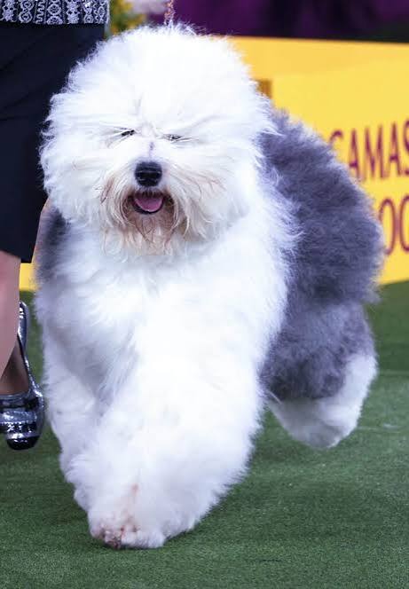 English Sheepdog image 3