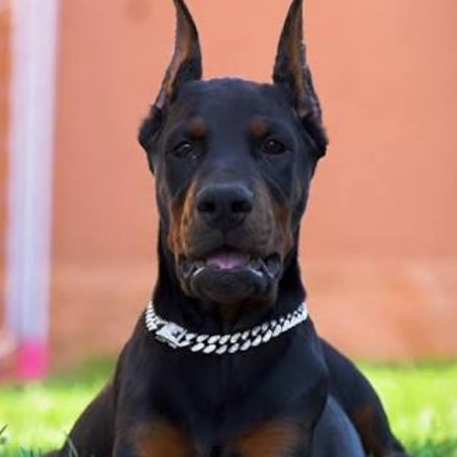 European Doberman image 2