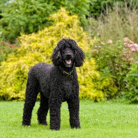 Standard Poodle image 3