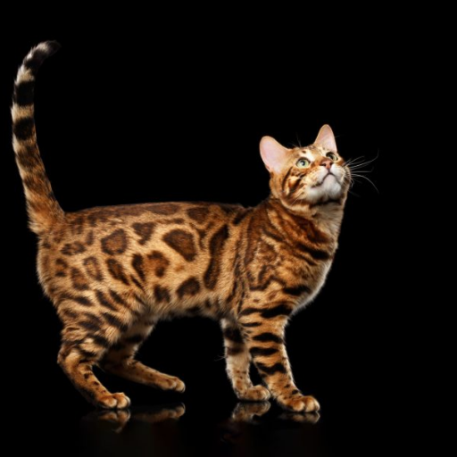 Bengal Cat