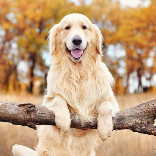 Golden Retriever image 2