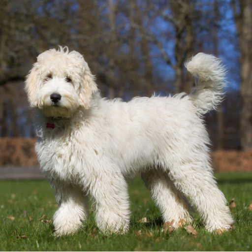 Labradoodle image 2