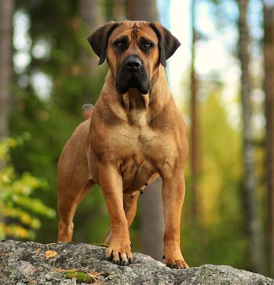 Boerboel image 3