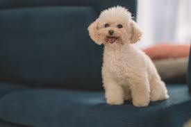 TOYPOODLE image 3