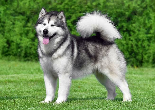 Alaskan Malamute image 3