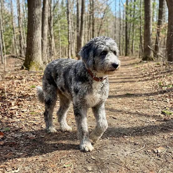 Aussiedoodle image 3