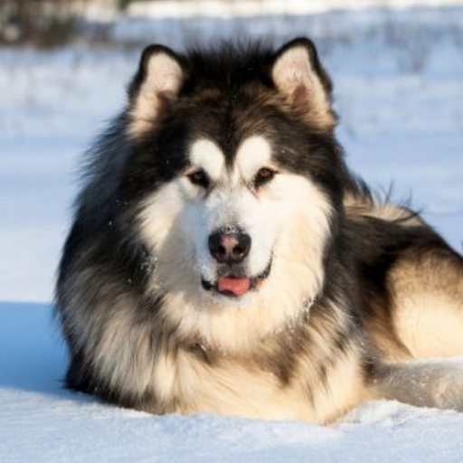 Alaskan Malamute image 2