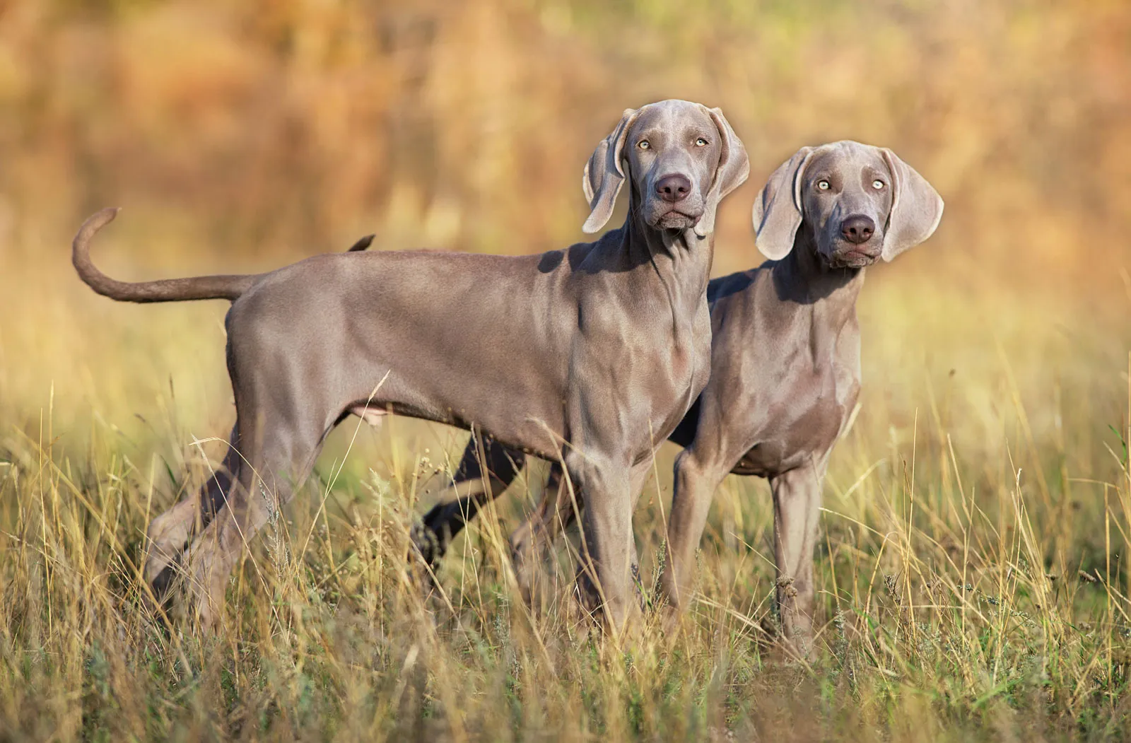 Weimaraner image 3