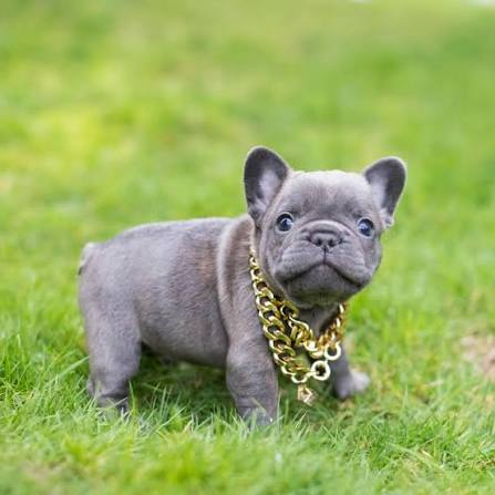 FRENCH BULLDOG image 2