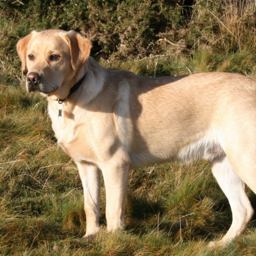 Labrador image 2