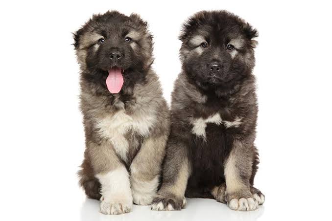 Caucasian Shepherd image 3