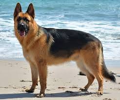 German Shepherd image 4