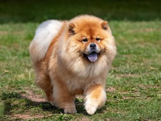 Chow Chow image 3