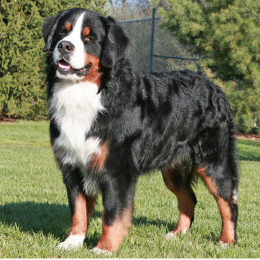 Bermese Mountain Dog image 3
